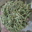 Pure Herbal Green Tea Wild Tea Health Herbs Huang Tea Black Red Loose weight