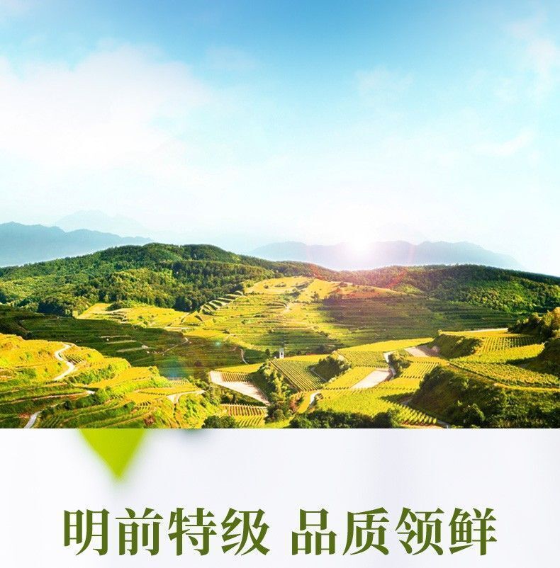 HelloYoung CHINATEA Guizhou Du Yun Mao Jian Spring Tea Fishhook Maojian Green Tea 200g